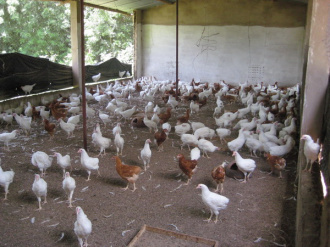 01 La Ferme De Ouaga